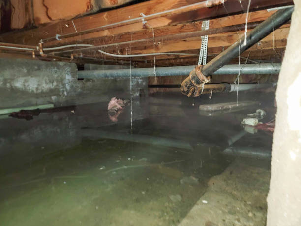 Best Mold Prevention and Remediation in USA